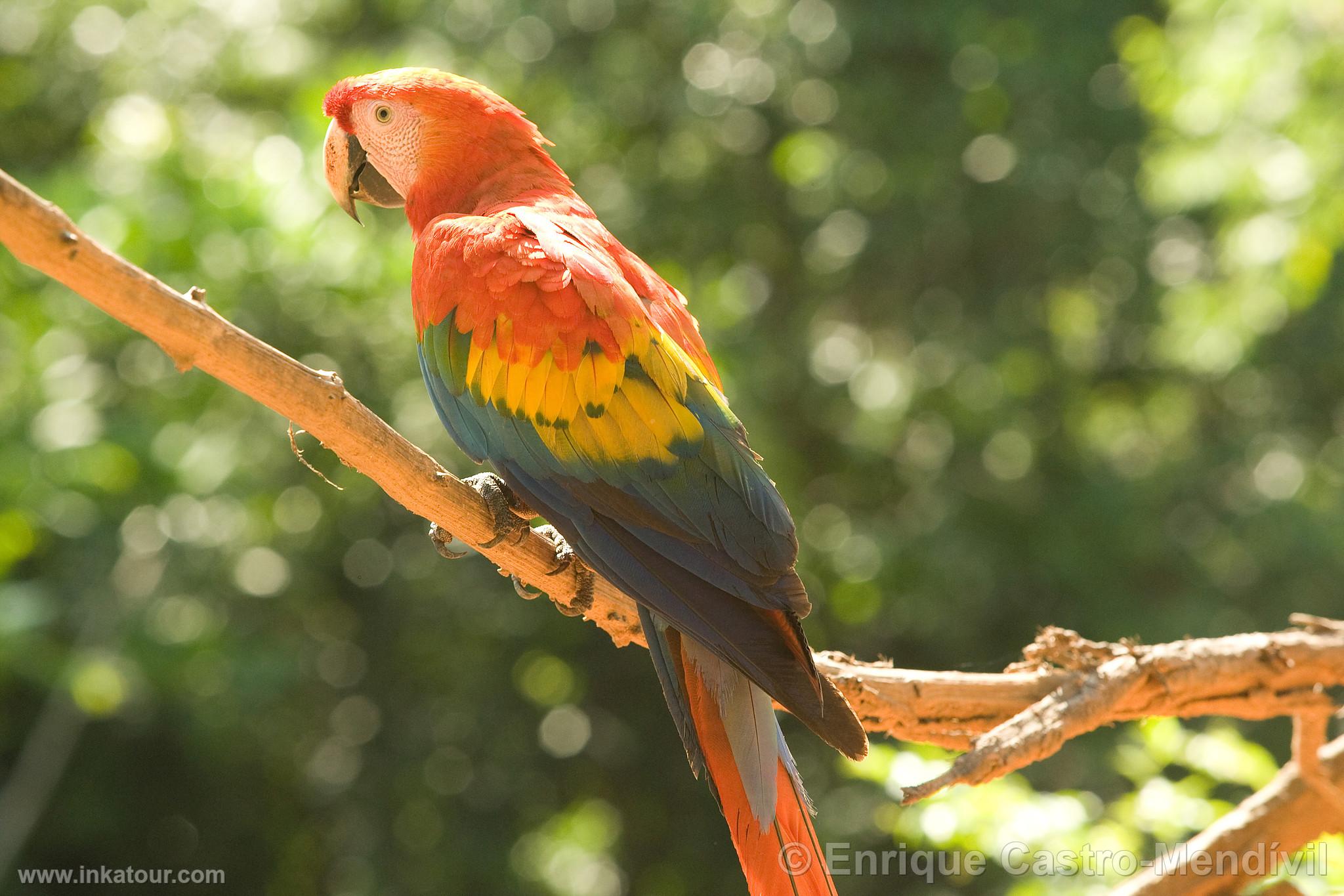 Macaw