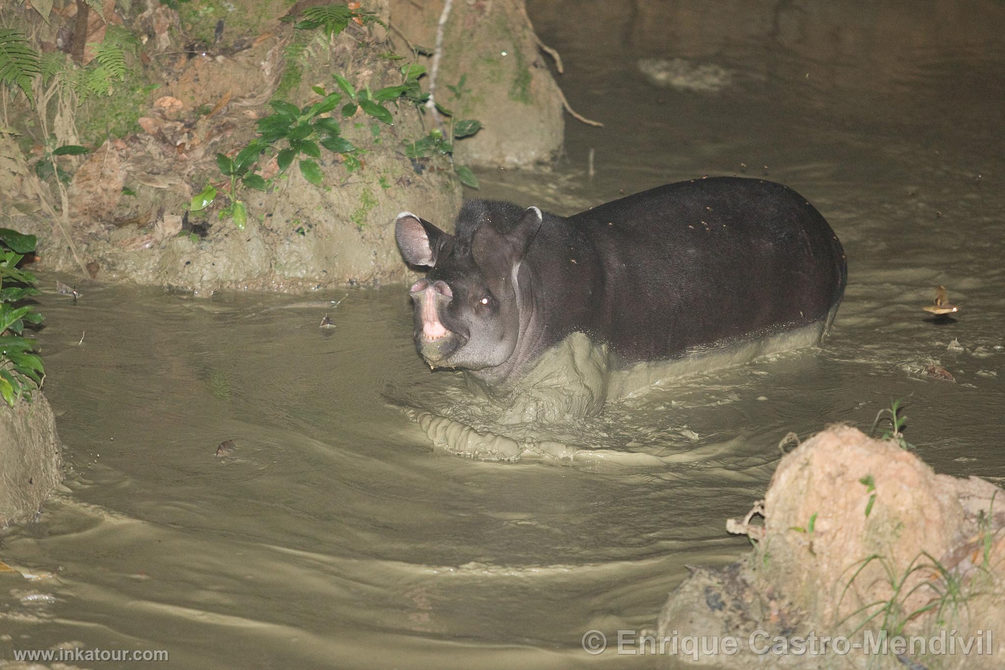 Photo of Peru