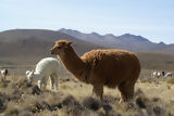 Alpacas