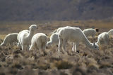 Alpacas