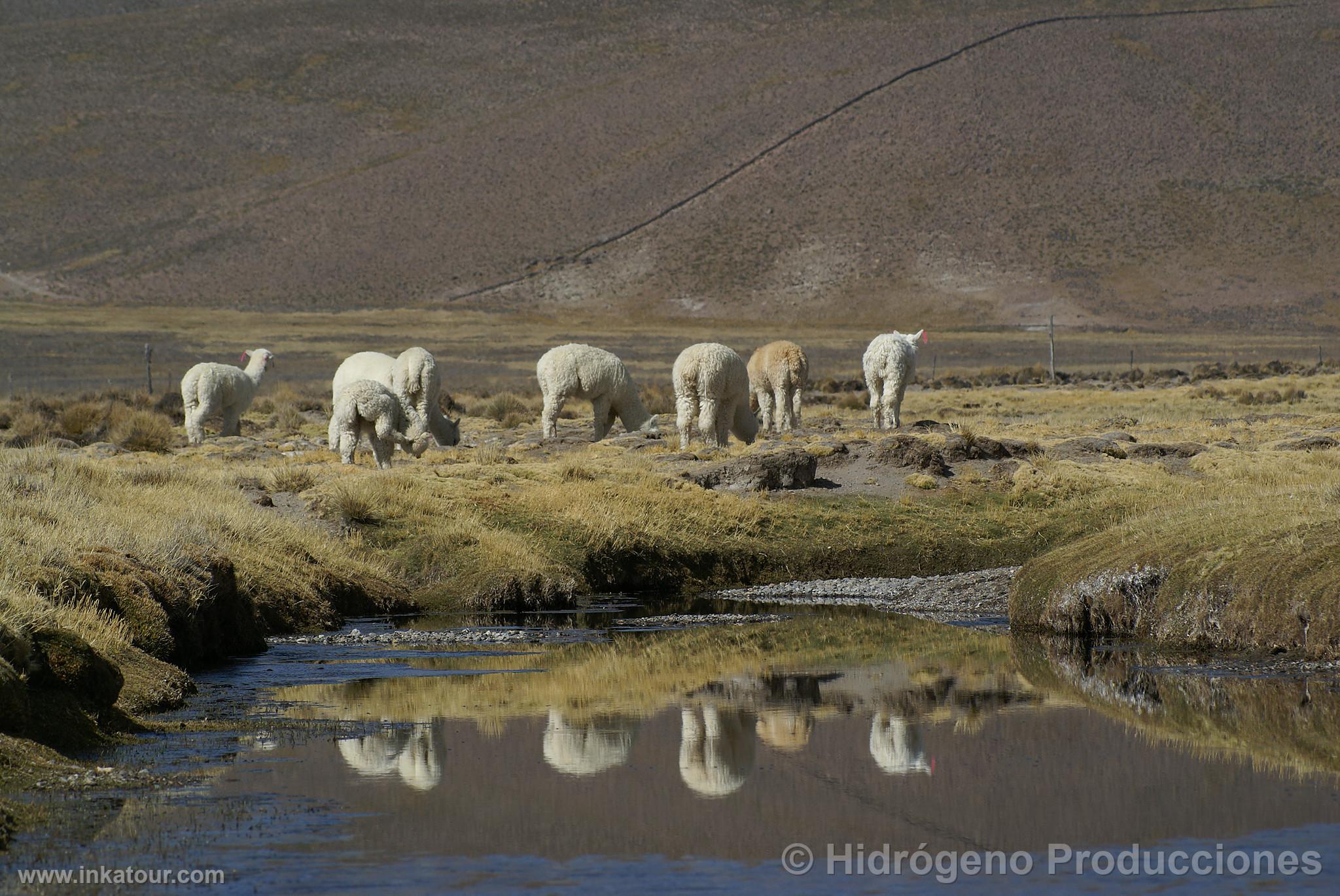 Alpacas