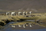 Alpacas