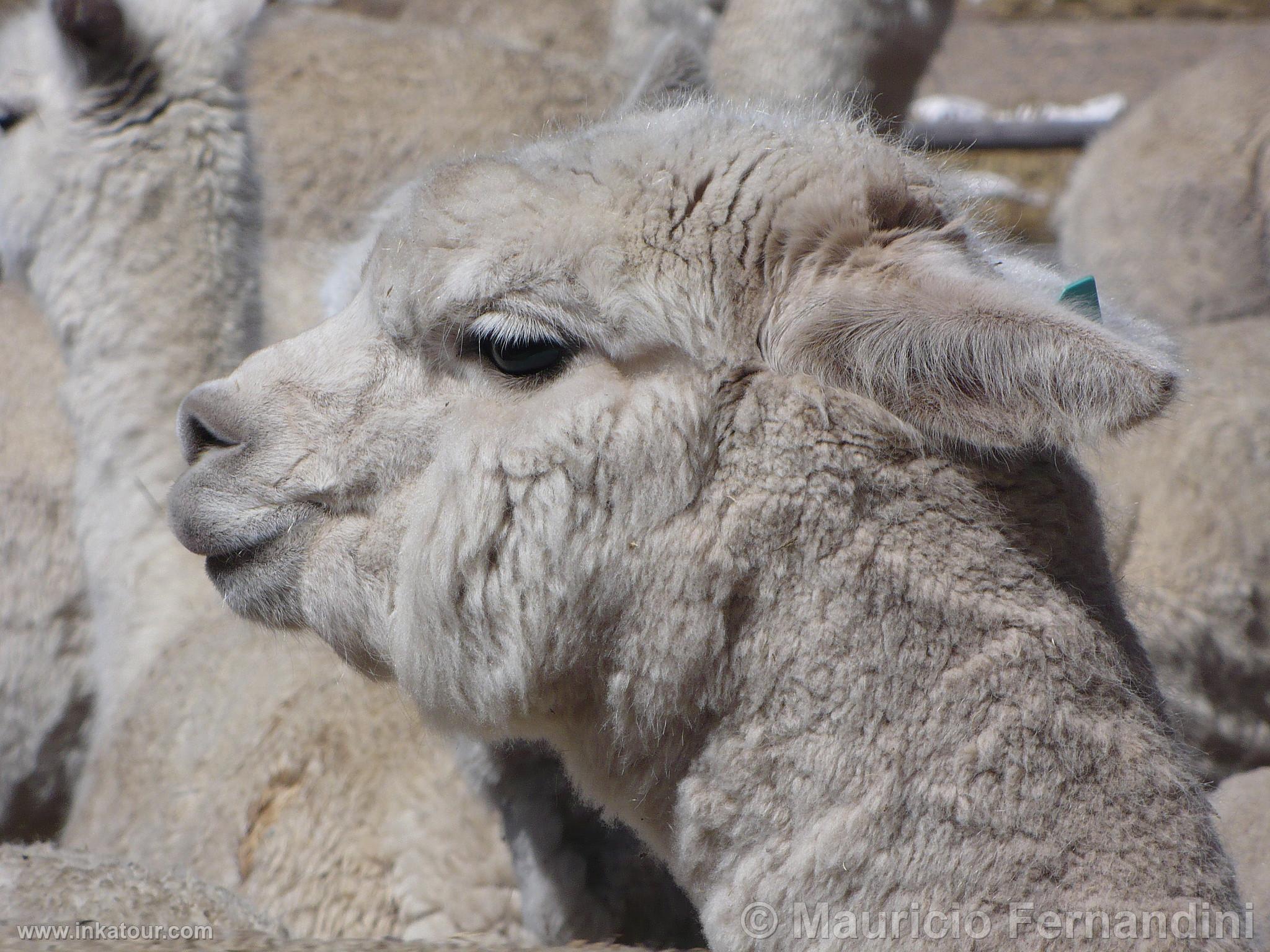 Alpacas