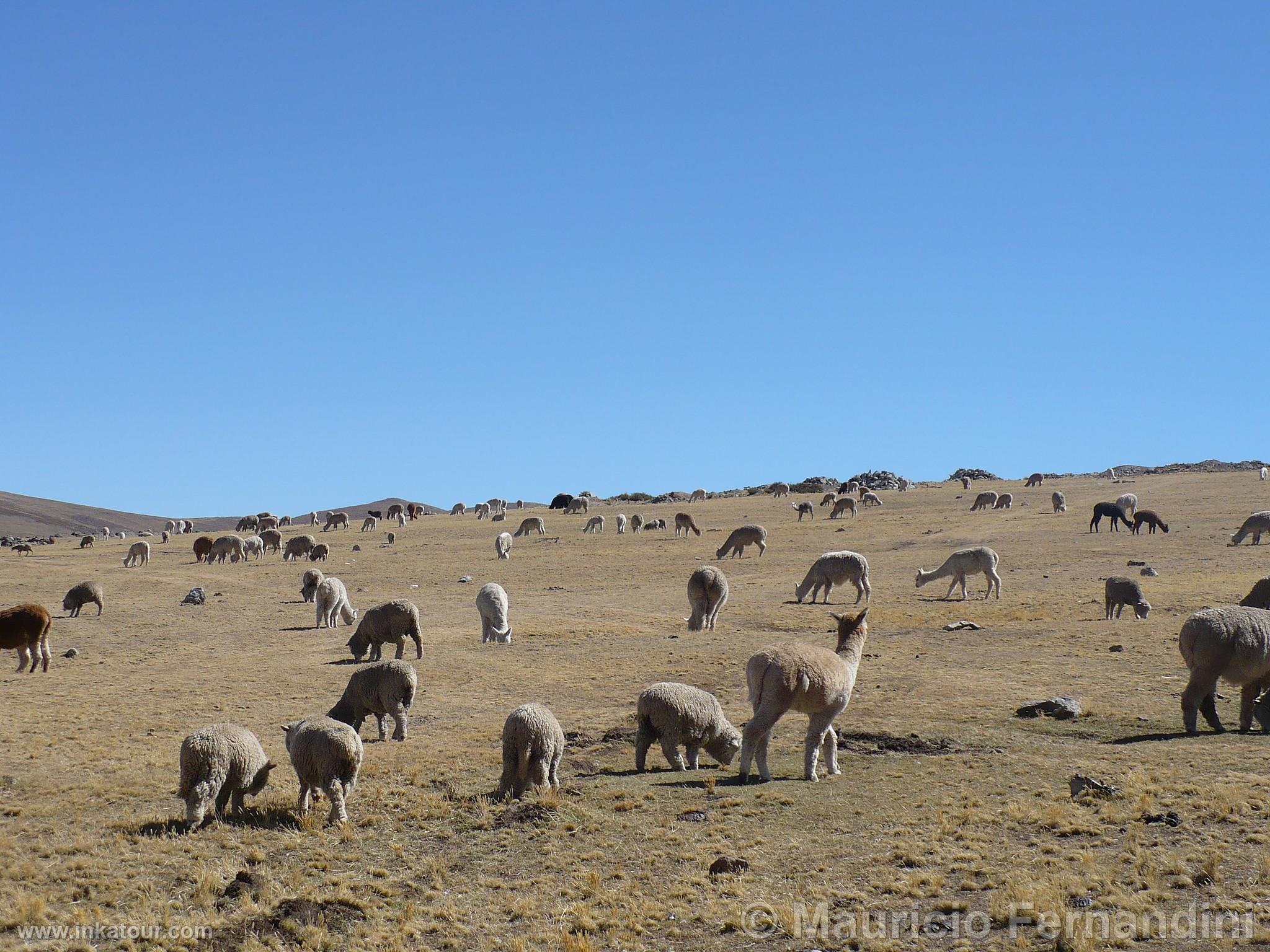 Alpacas