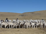 Alpacas