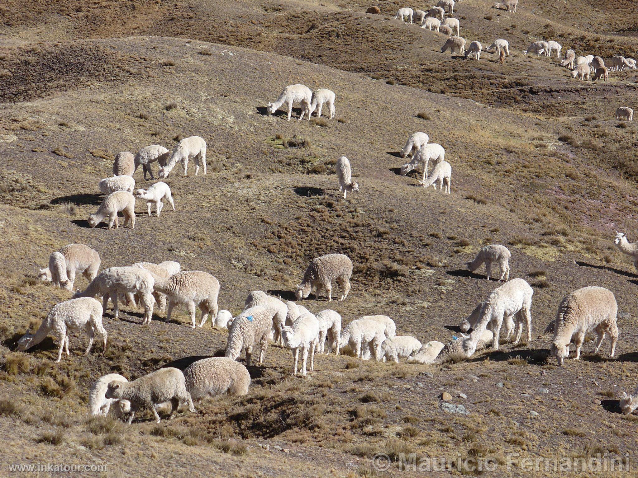 Alpacas