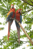 Macaws