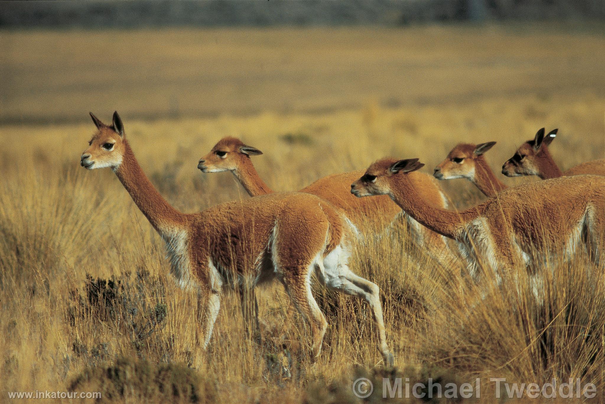 Photo of Peru