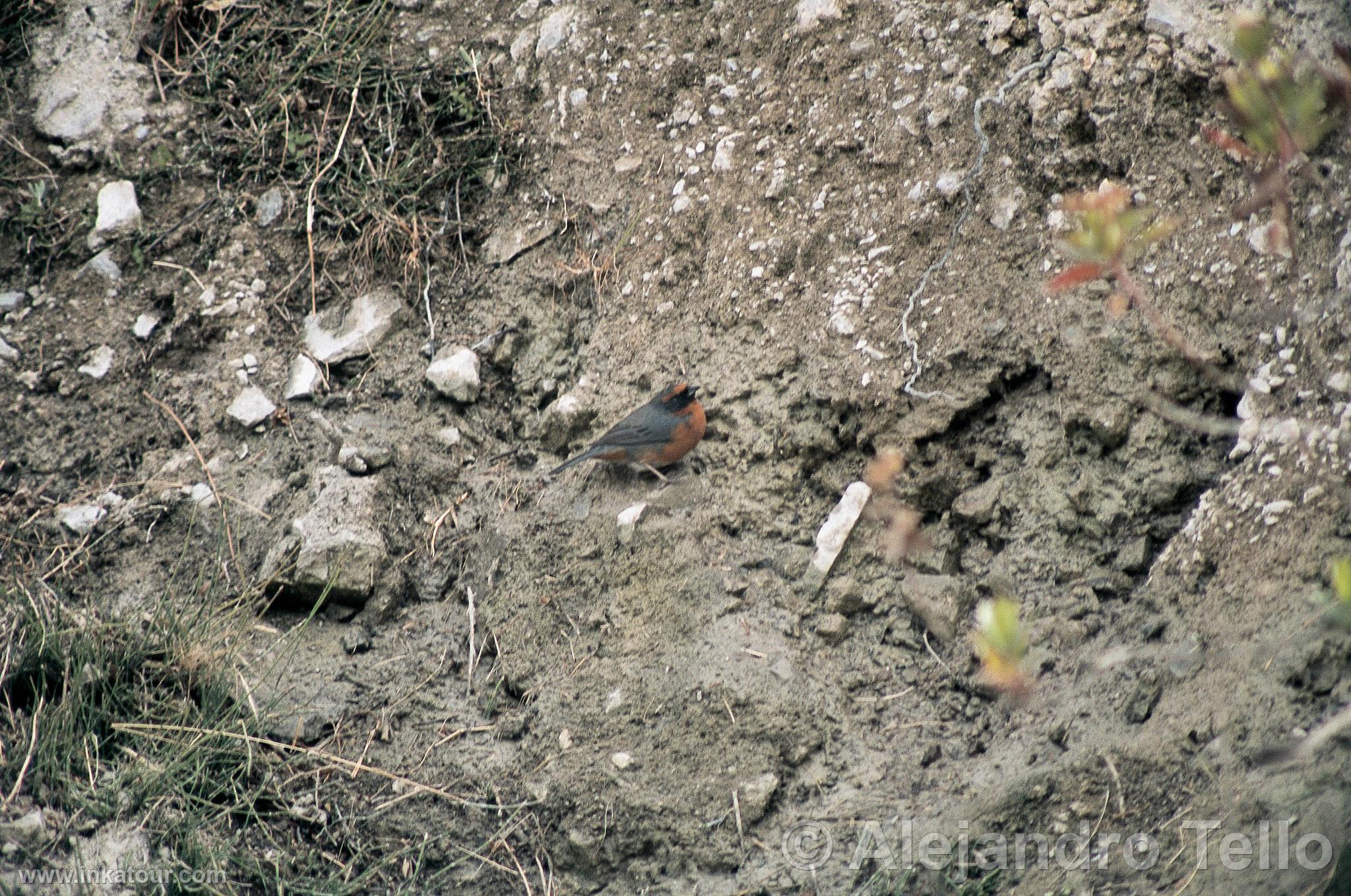 Photo of Peru