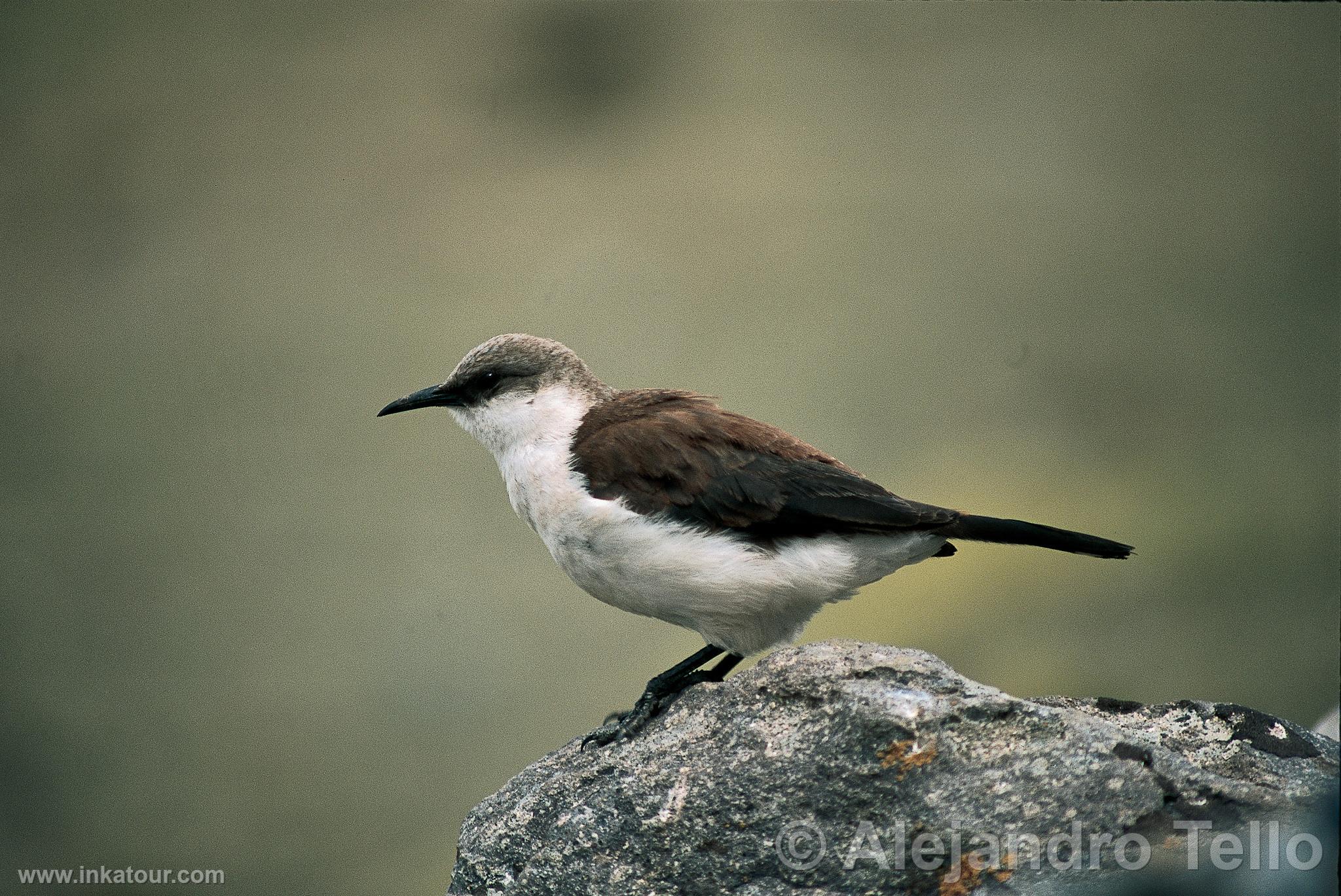 Photo of Peru