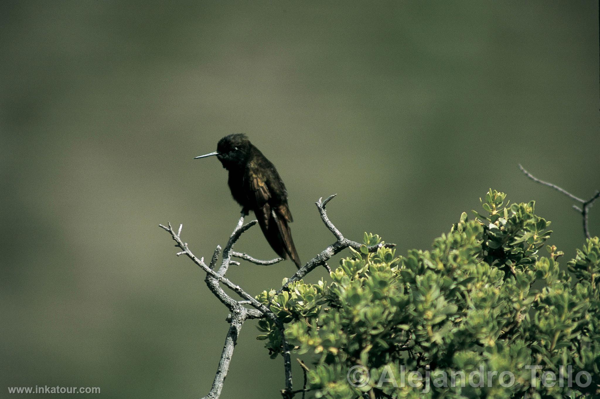 Photo of Peru