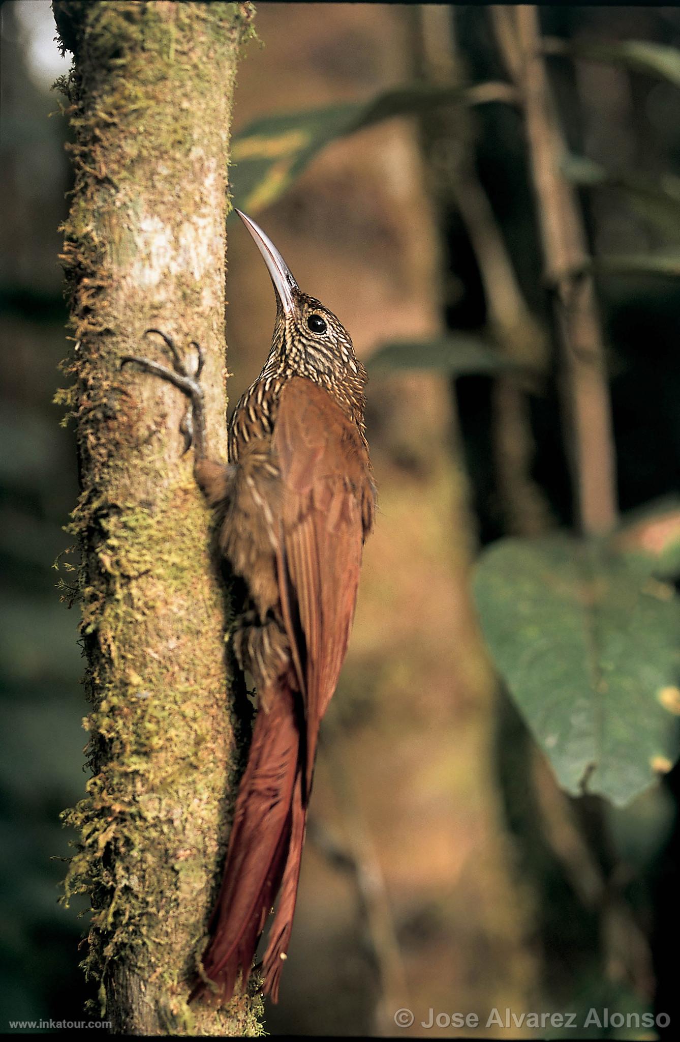 Montane Woodcreeper