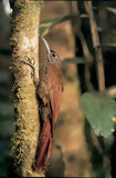 Montane Woodcreeper