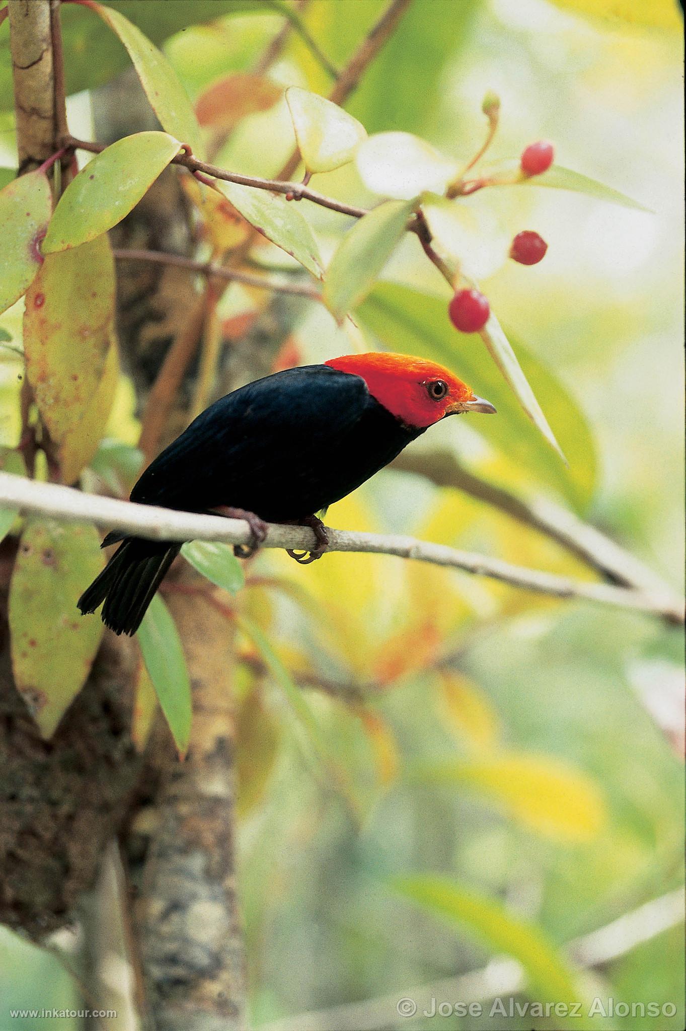 Photo of Peru