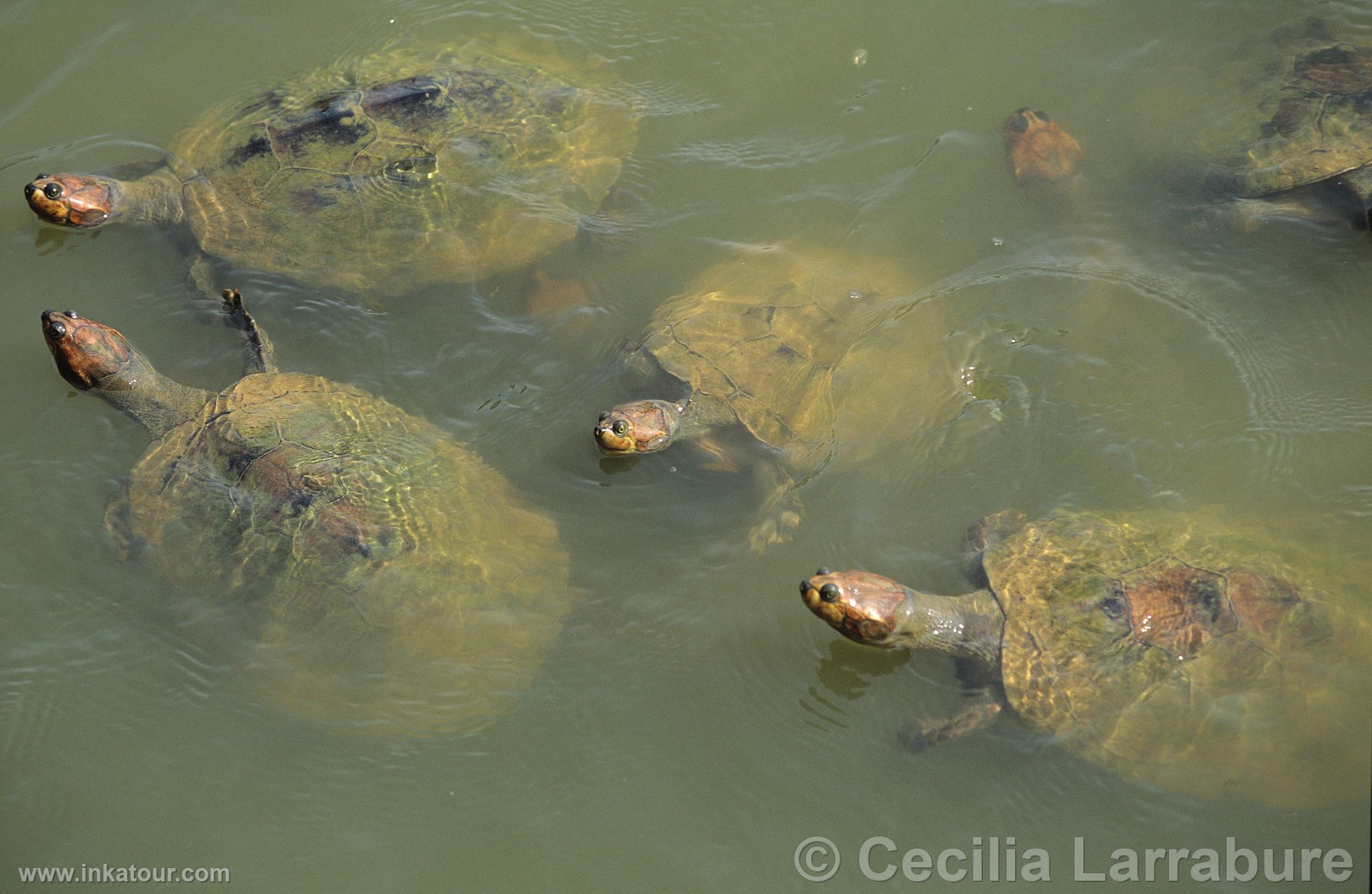 Photo of Peru