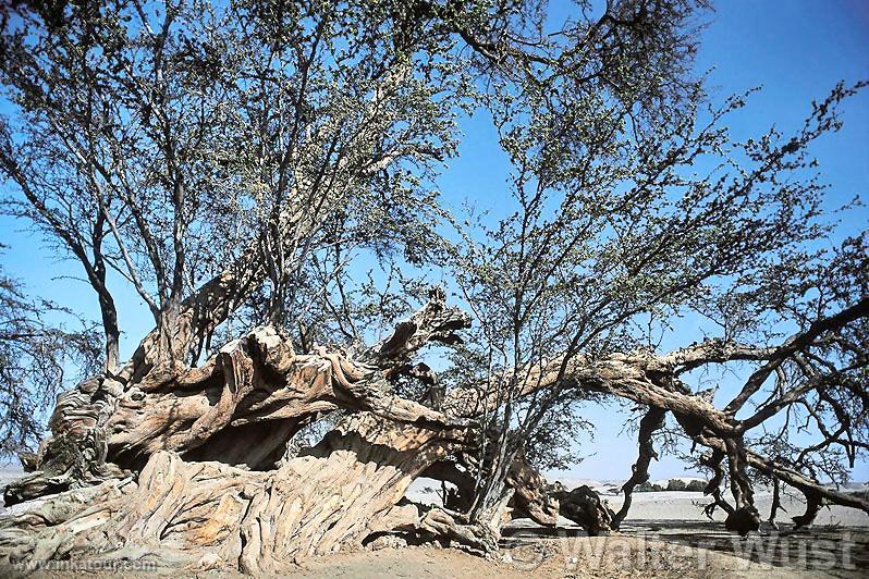 Carob tree