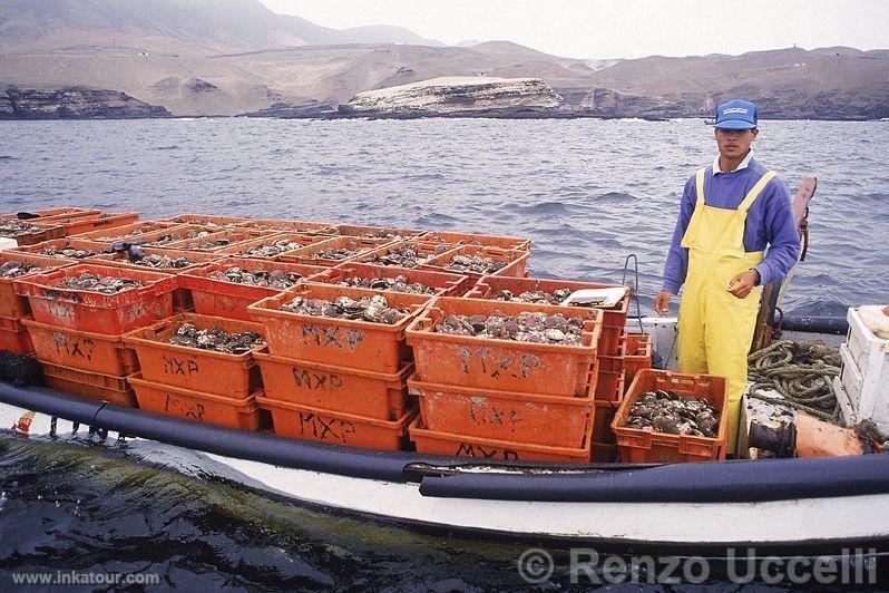 Fishing, Callao