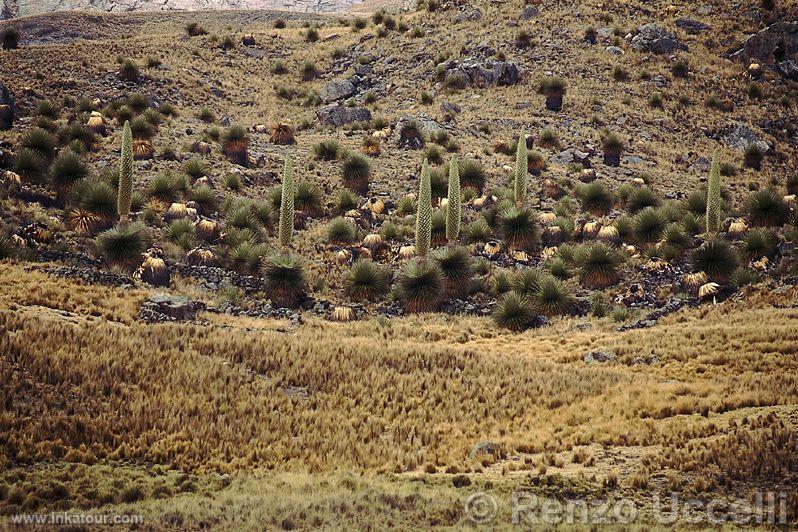 Photo of Peru