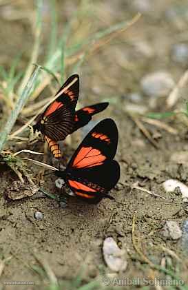 Butterflies in Oxapampa