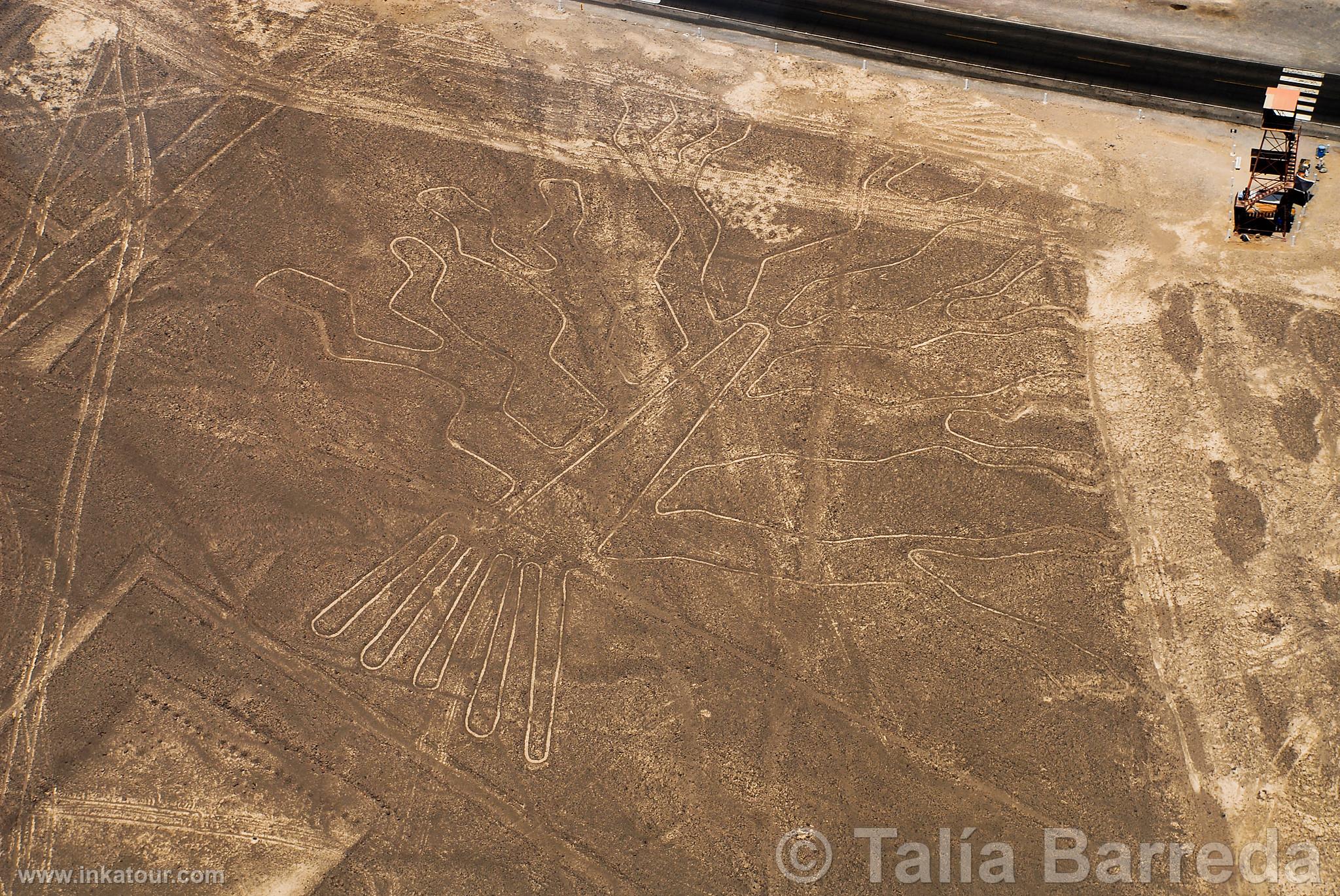 Nazca lines