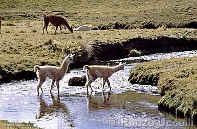 Photo of Peru