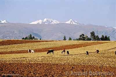 Mantaro Valley