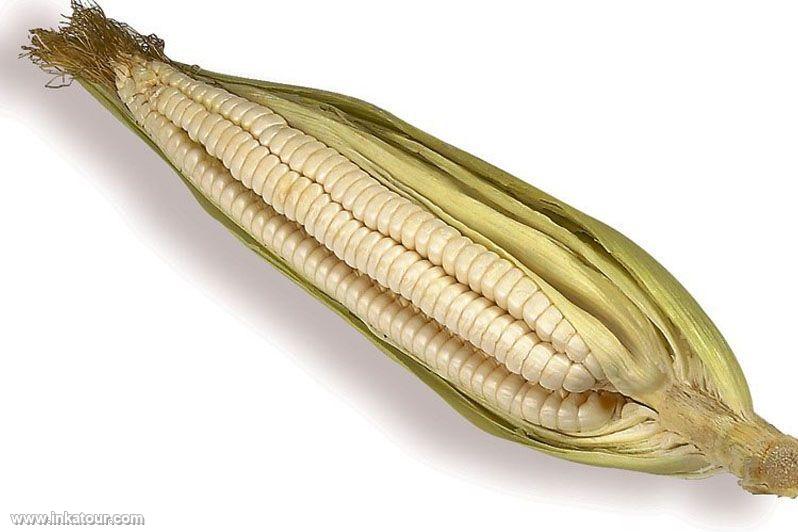 Corn